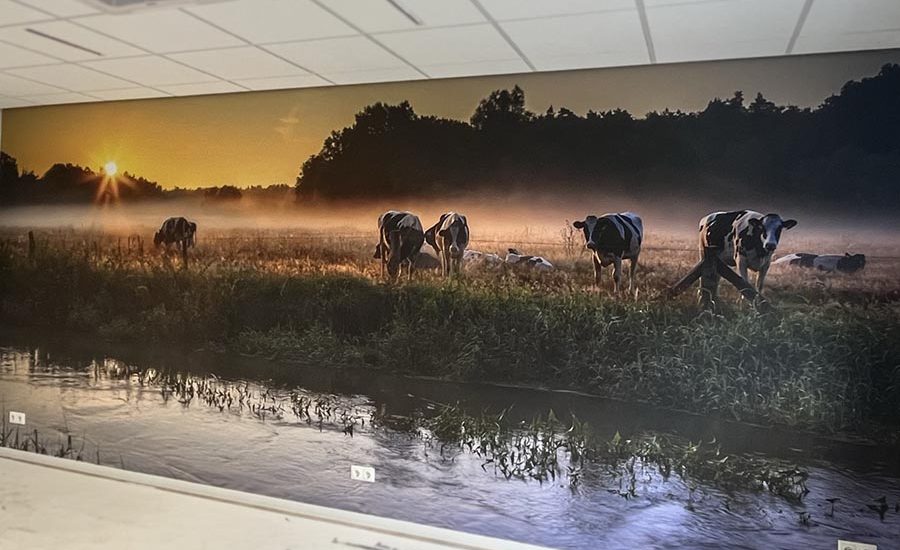 fotobehang laten plakken landschap koeien