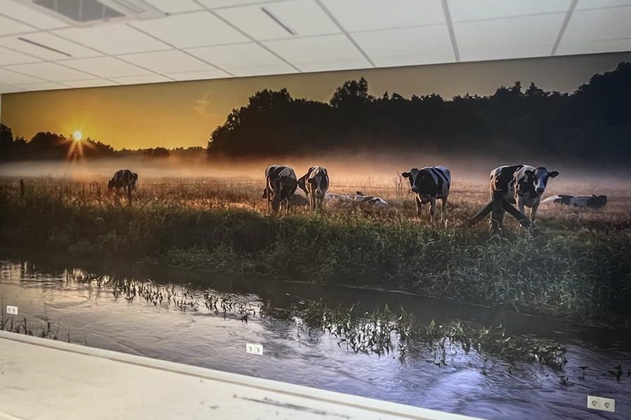fotobehang laten plakken landschap koeien